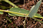 White moneywort